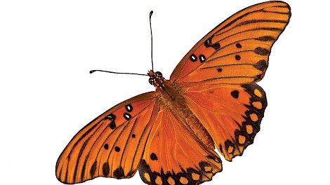 Gulf Fritillary
