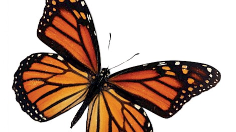 Monarch