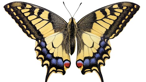 Swallowtail